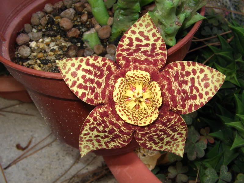 stapelia0409.jpg