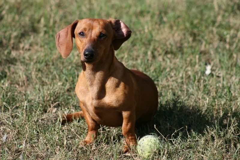 IMAGE: http://i122.photobucket.com/albums/o253/alphaelectronics/samsonball.jpg