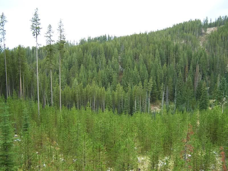 Property in libertarian / anarcho-capitalist gulch for sale. - Real Estate