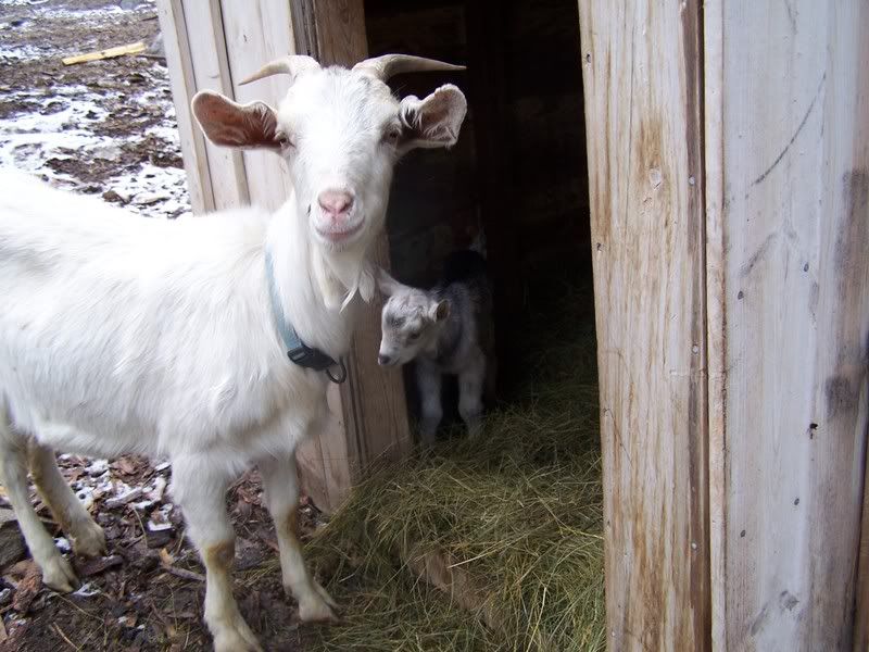 Our newest! - Goats