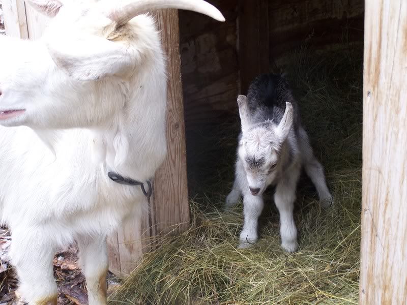 Our newest! - Goats