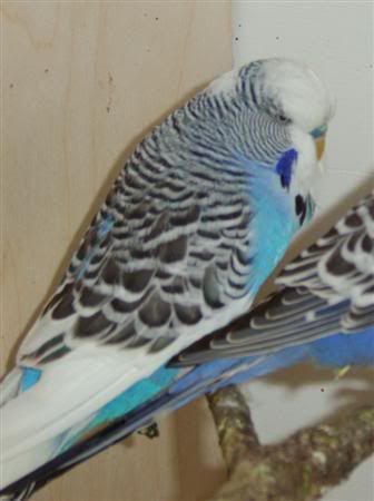 Pied1Custom.jpg