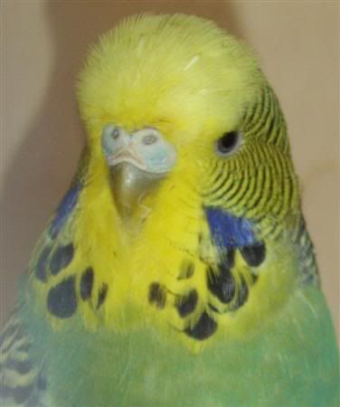 CockbirdCustom.jpg