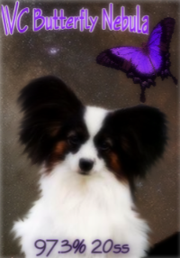 WC Butterfly Nebula