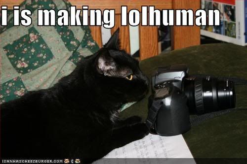 funny-picture-lolhuman-cat-1.jpg