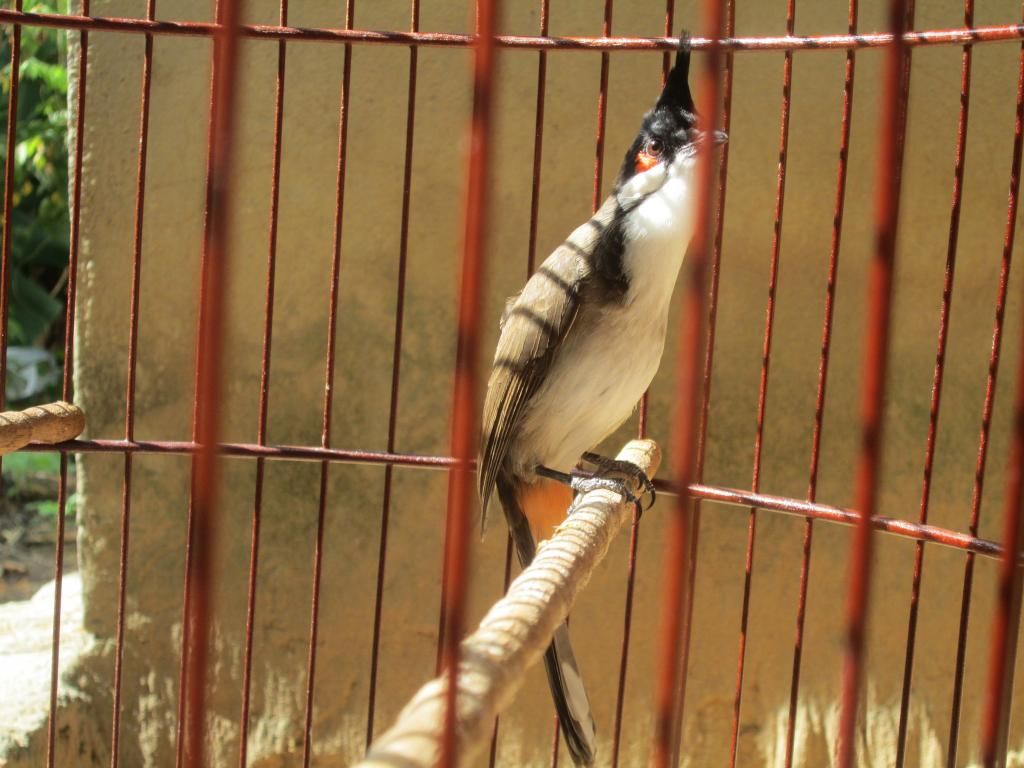 CM Bổi Bình Định chơi Cội, 3 4 mùa, ,bán giá thanh lý về Tết. Có hình và clip. - 6