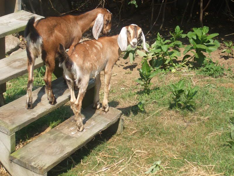 Try to beat this picture all!! - Goats