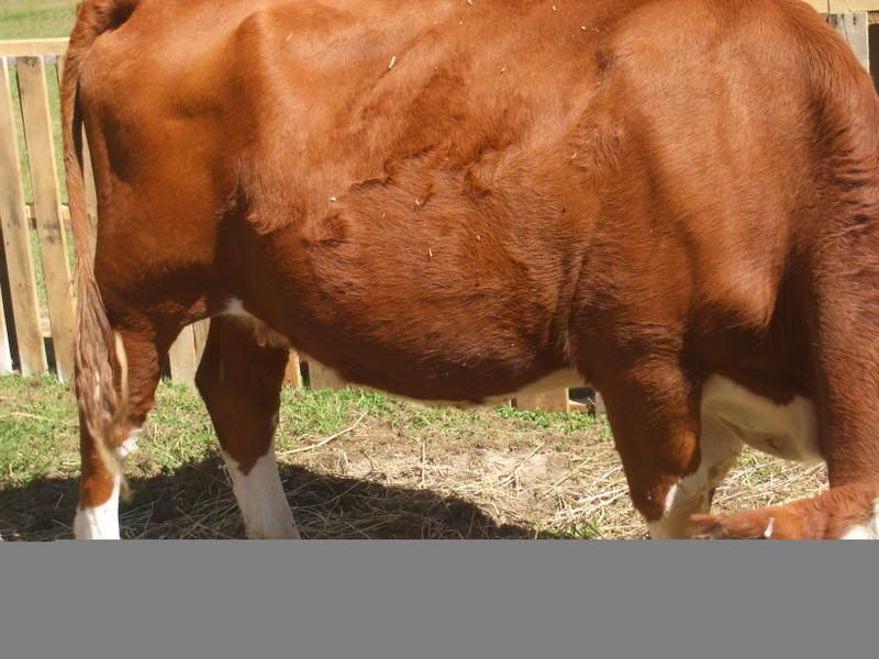 Is my Hereford bred? - Cattle
