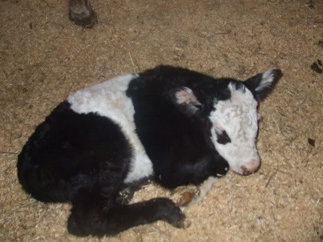 My Cow is a MOMMY!!!!! - Cattle