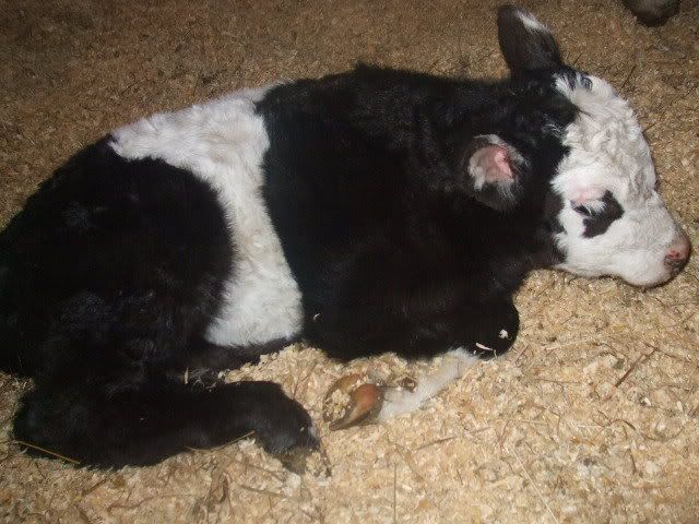 My Cow is a MOMMY!!!!! - Cattle