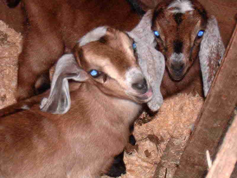 Try to beat this picture all!! - Goats