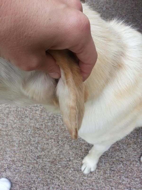 Swollen Ear (pics) Dog Forum