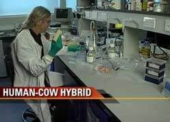 BREAKING NEWS...(but is it laughable or important: &quot;Man-cow hybrid embryo creates row&quot;