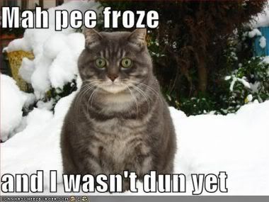 funnypicturessnowcatfrozenpee_copy1.jpg