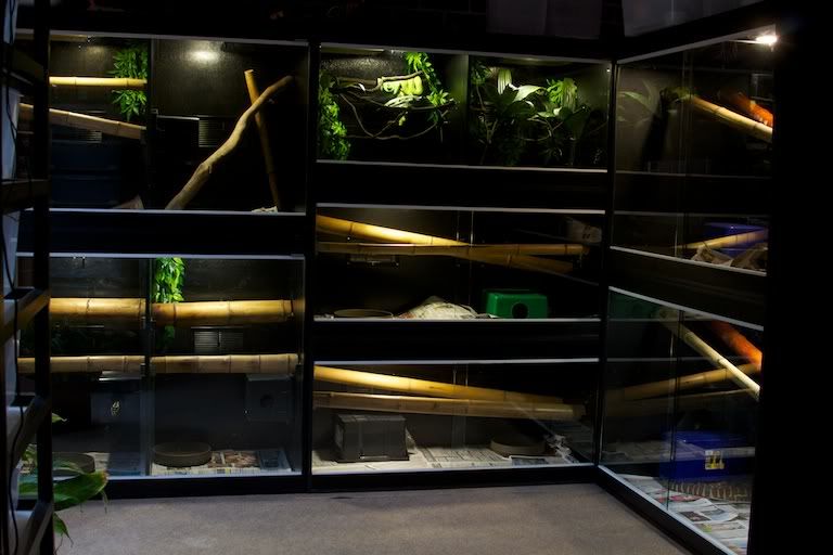 carpet-python-enclosure-set-up-s-aussie-pythons-and-snakes