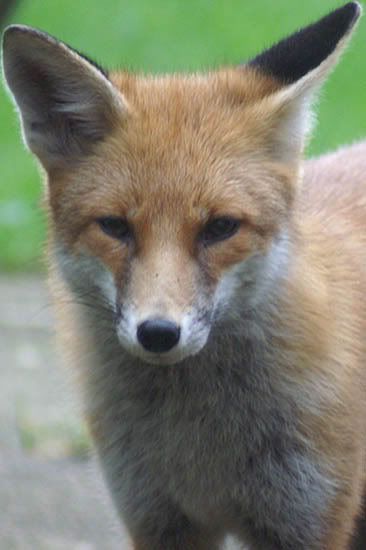 fox3.jpg