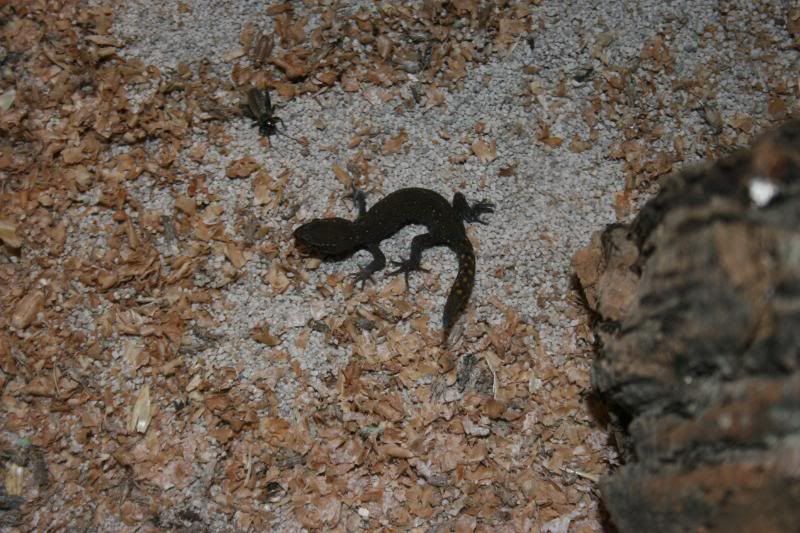 geckos001.jpg