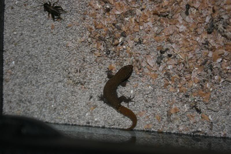 geckos002.jpg
