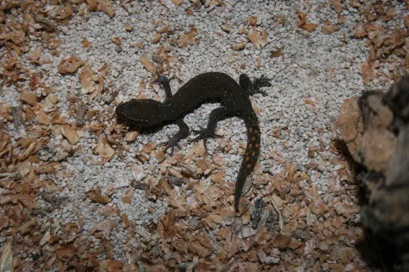 geckos003.jpg