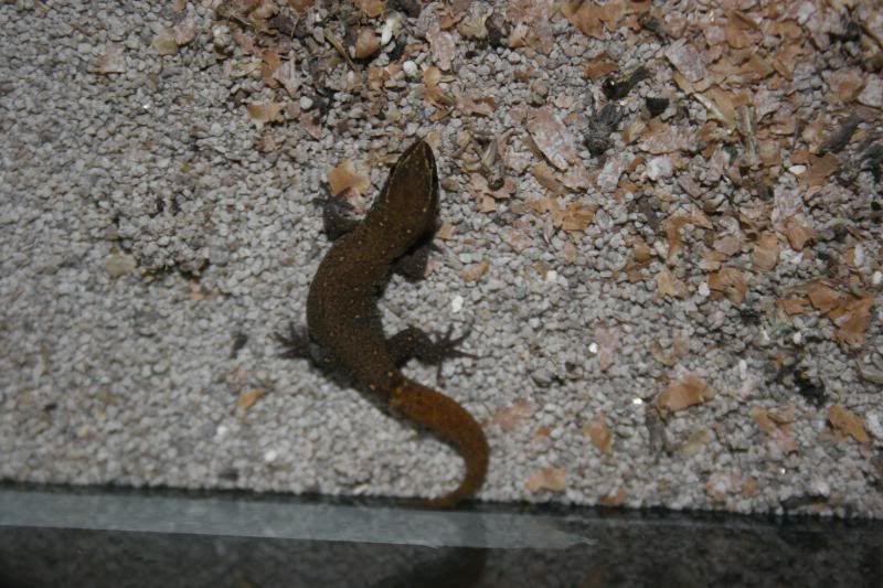 geckos004.jpg