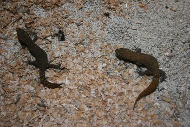 geckos006.jpg