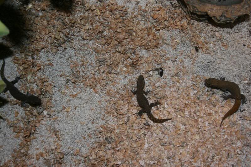 geckos007.jpg