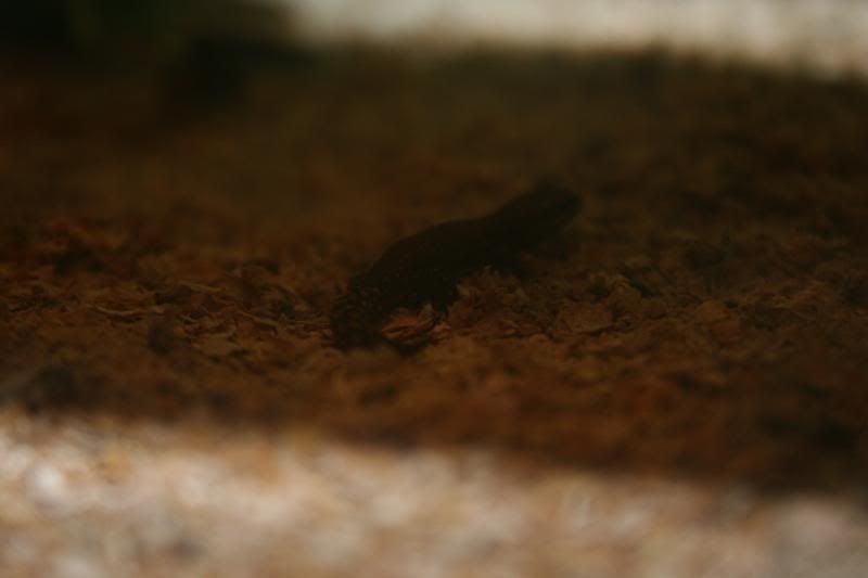 geckos008.jpg