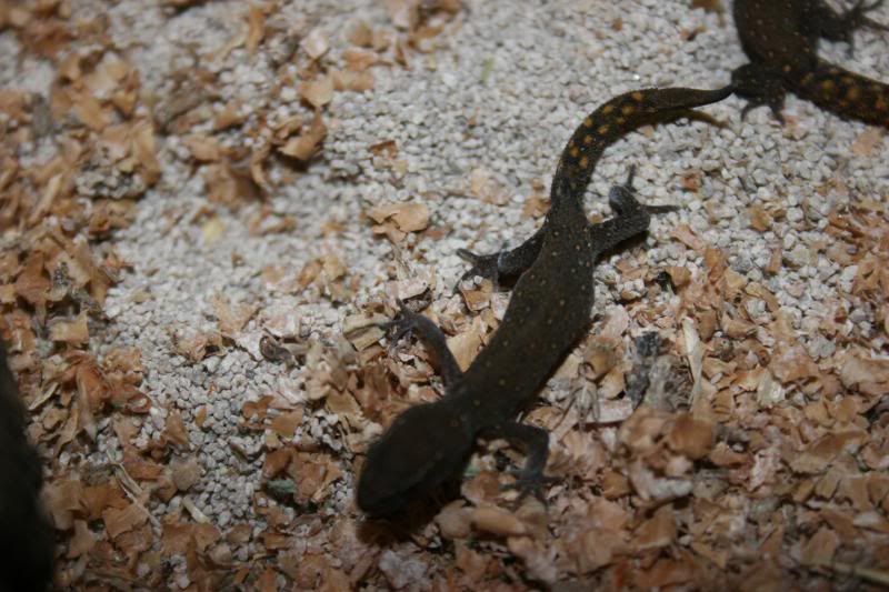 geckos009.jpg