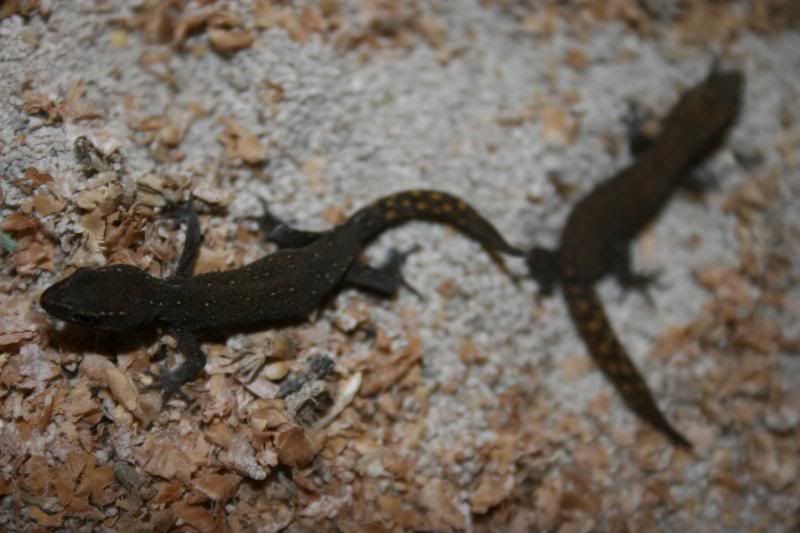 geckos010.jpg