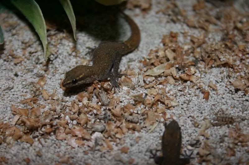 geckos011.jpg