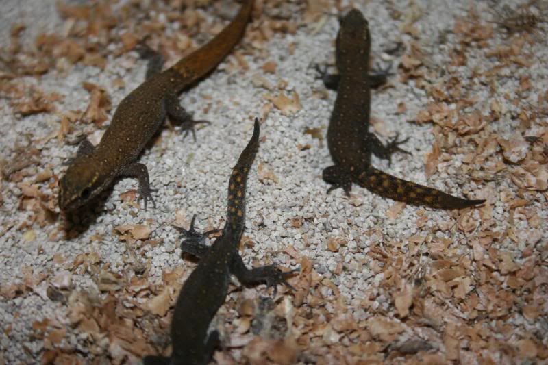 geckos012.jpg