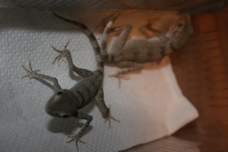 spidergecko001.jpg
