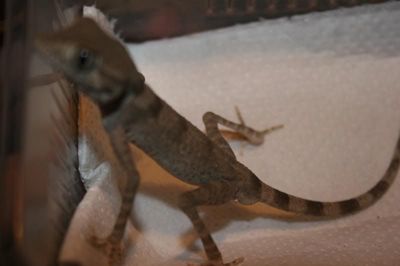 spidergecko003.jpg