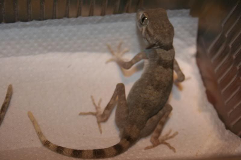 spidergecko004.jpg