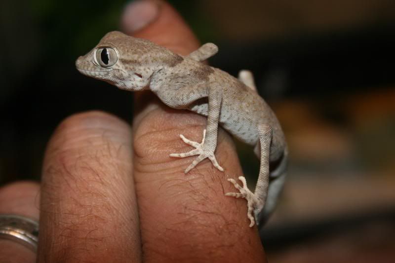 spidergecko005.jpg