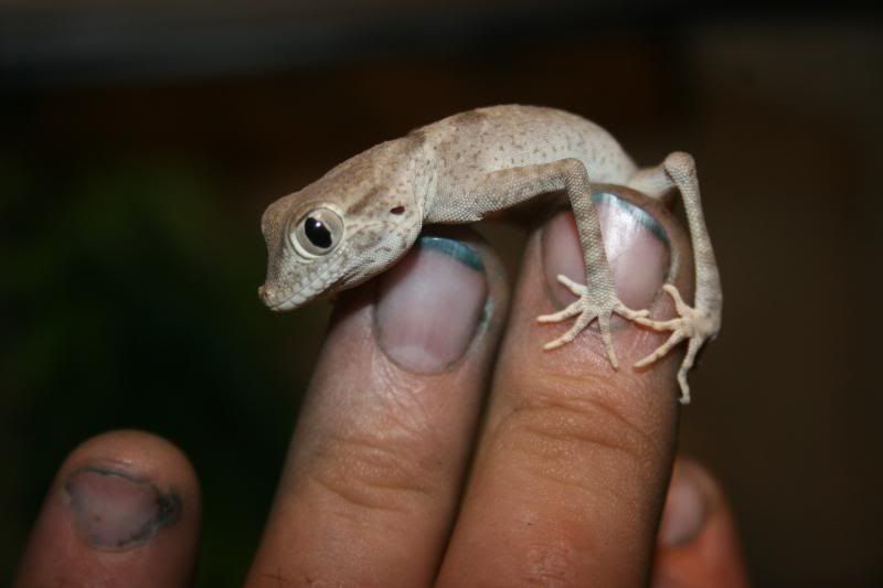 spidergecko007.jpg