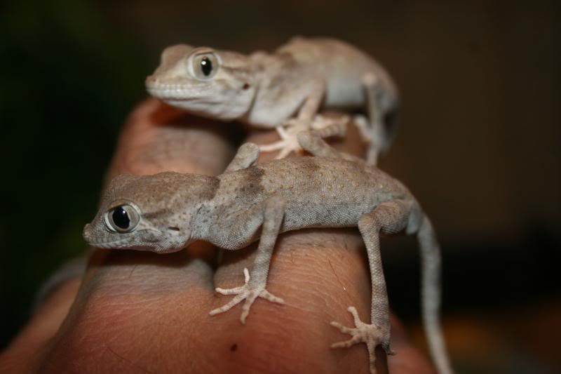 spidergecko009.jpg