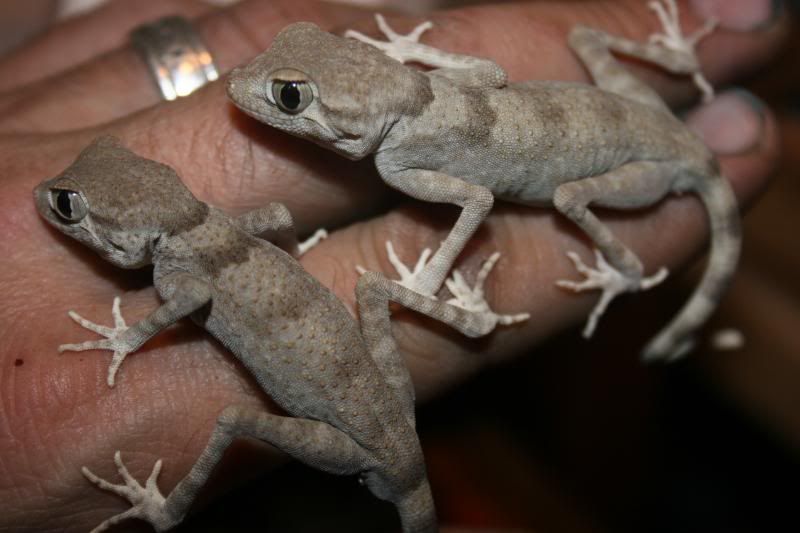 spidergecko010.jpg