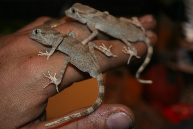 spidergecko011.jpg