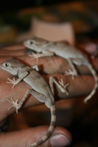 spidergecko012.jpg