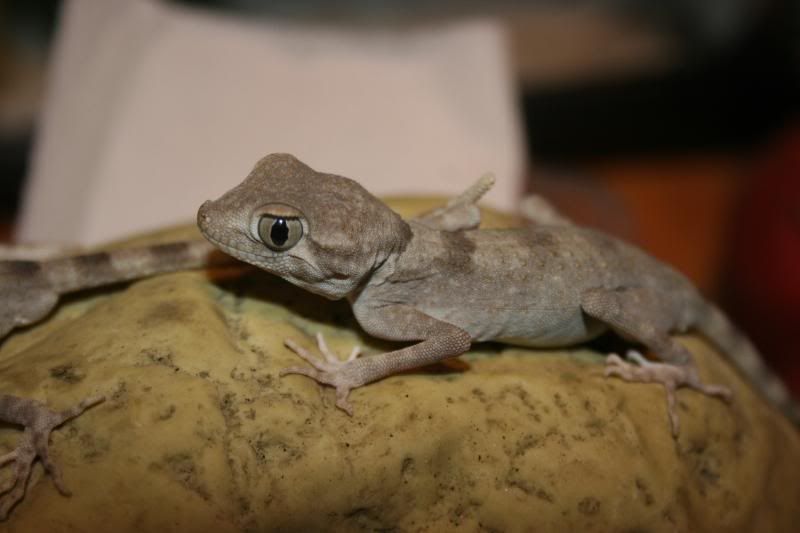 spidergecko014.jpg