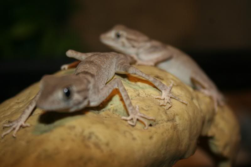 spidergecko015.jpg