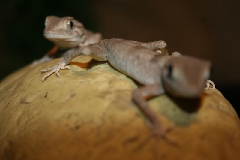spidergecko016.jpg