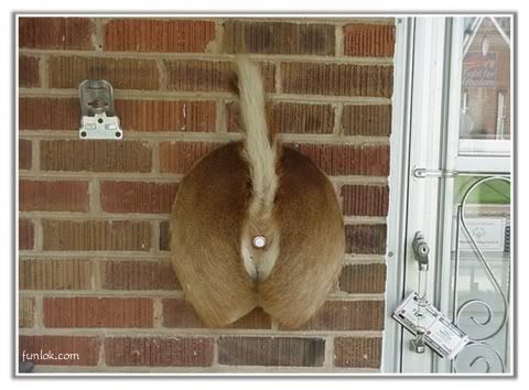 DeerButtDoorbell.jpg