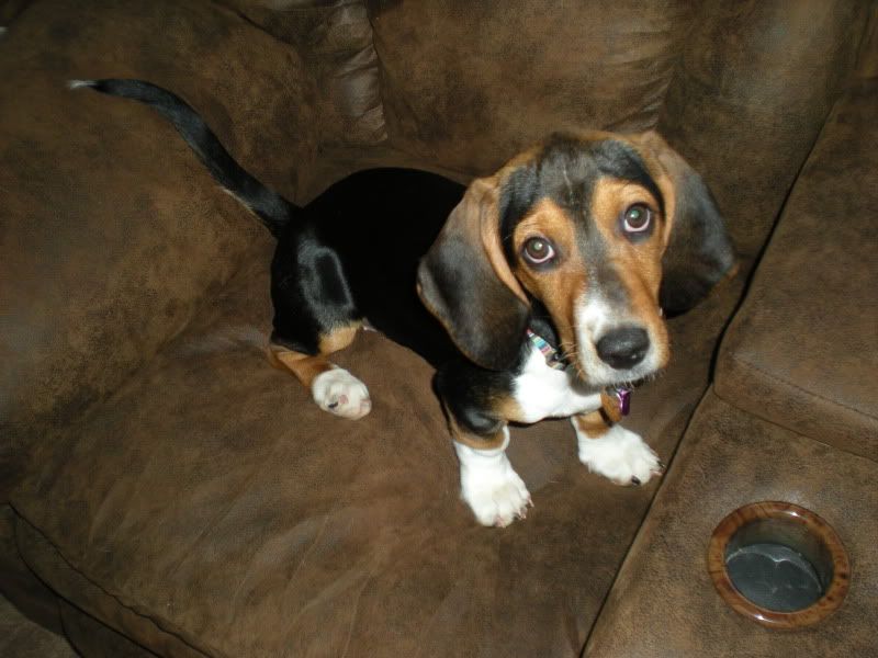 The Walrus Feet Page 2 Basset Hounds Basset Hound Dog Forums