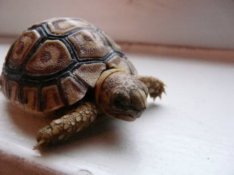 tortoise20220012.jpg