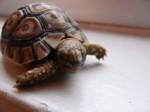 tortoise20220013.jpg