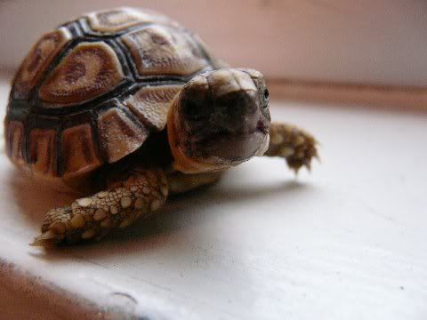 tortoise20220014.jpg