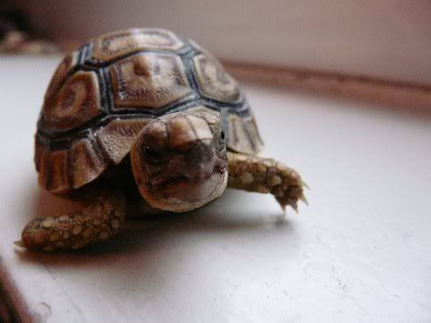 tortoise20220015.jpg