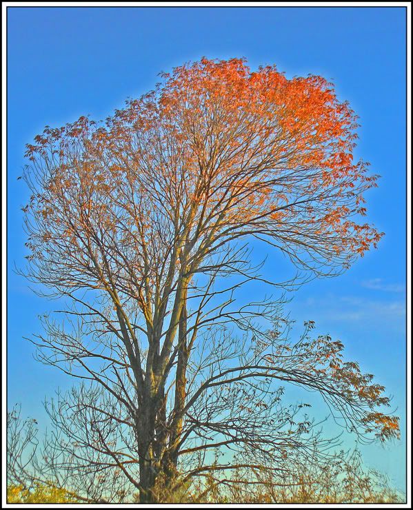 IMAGE: http://i122.photobucket.com/albums/o268/R-Ticle_One/TreeFlameFrameFinal.jpg